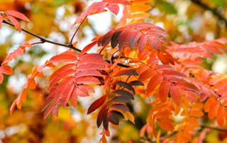 feuilles d'automne